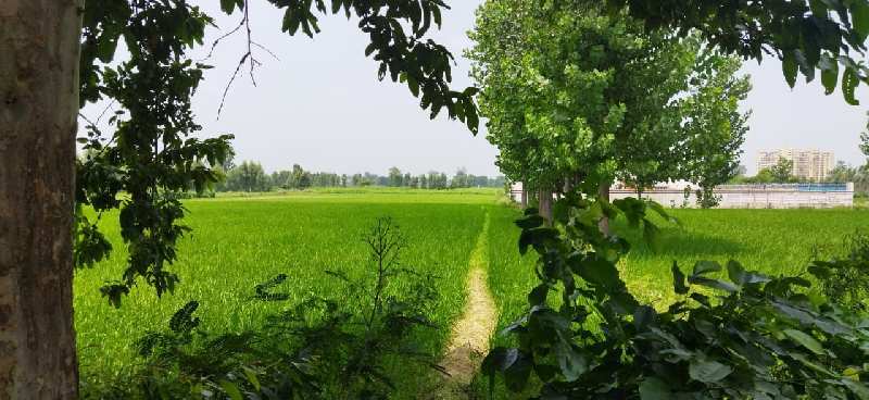 15 Bigha Agricultural/Farm Land for Sale in Delhi Road, Moradabad