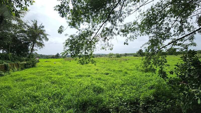 1166sqmt Plot with House, for Sale in Colvale-Mapusa, North-Goa. (2.20Cr)