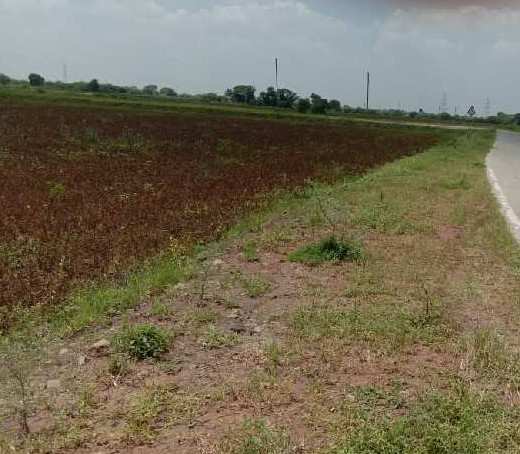 6 Bigha Agricultural/Farm Land for Sale in Kanadia Road, Indore