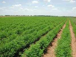 Agricultural Land for Sale@gujarat