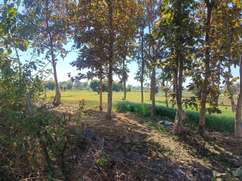 Property for sale in Panagar, Jabalpur