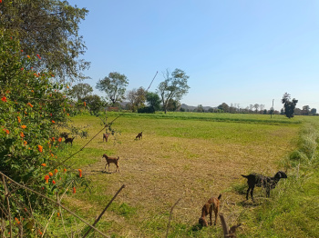 Property for sale in Panagar, Jabalpur