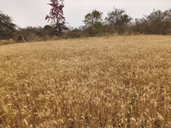 Property for sale in Barela, Jabalpur