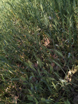 Property for sale in Sihora, Jabalpur