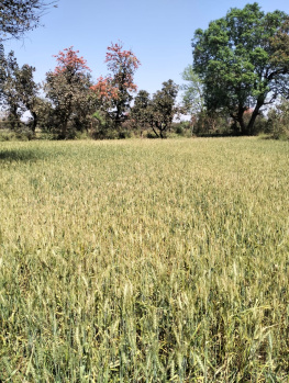 Property for sale in Sihora, Jabalpur