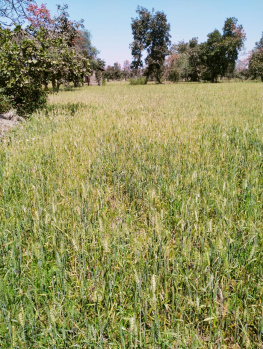 Property for sale in Sihora, Jabalpur