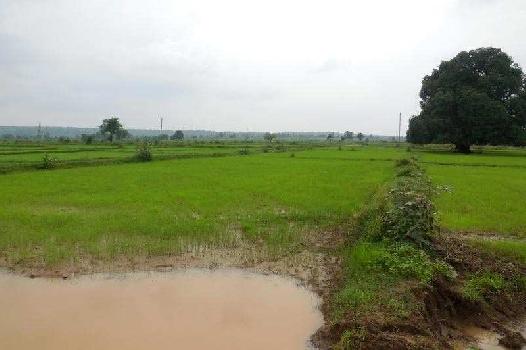 Agricultural/Farm Land for Sale in Damoh (14 Acre)