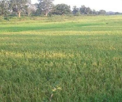 Agricultural/Farm Land for Sale in Damoh (1 Acre)