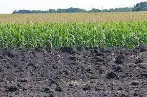 Agricultural/Farm Land for Sale in Damoh