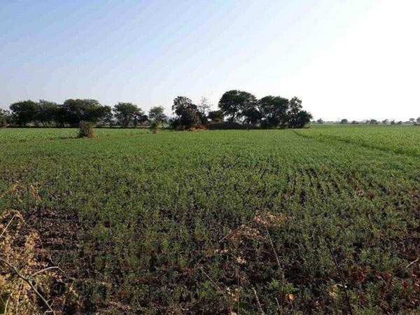 Farm Land At Jabalpur, Madhya Pradesh