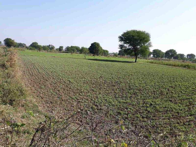 Agricultural/Farm Land for Sale in Damoh (5 Acre)