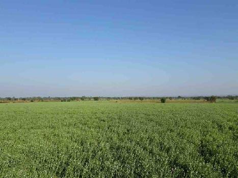 Agricultural/Farm Land for Sale in Damoh