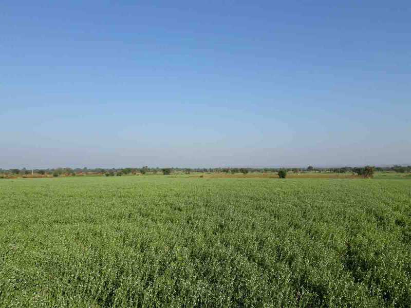 Agricultural/Farm Land for Sale in Damoh (10 Ares)