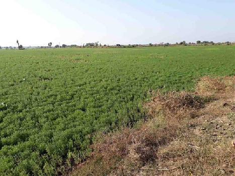 Agricultural/Farm Land for Sale in Jabera, Damoh