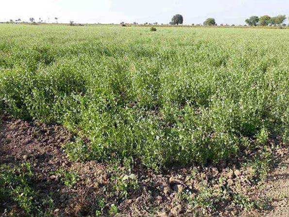 Agricultural/Farm Land for Sale in Jabera, Damoh (10 Ares)