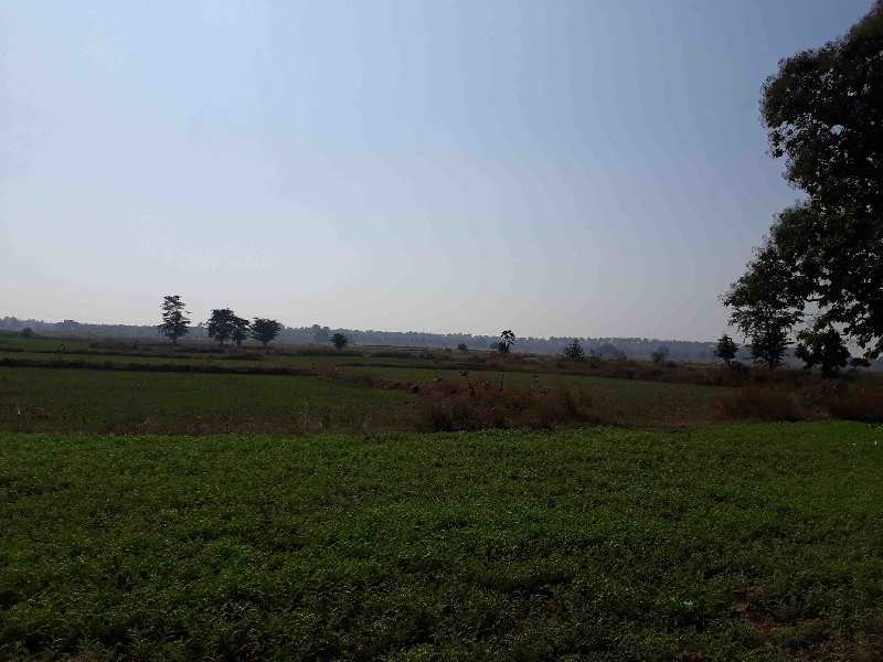 Agricultural/Farm Land for Sale in Jabera, Damoh (10 Ares)