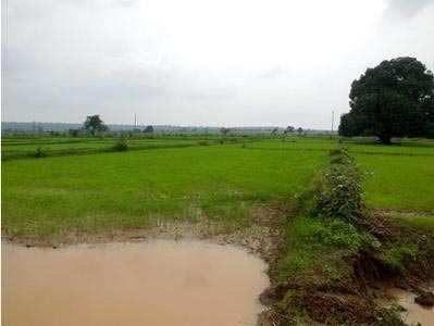 Agricultural Land for Sale in Damoh, M P