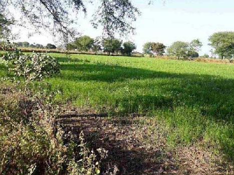 Agricultural/Farm Land for Sale in Damoh