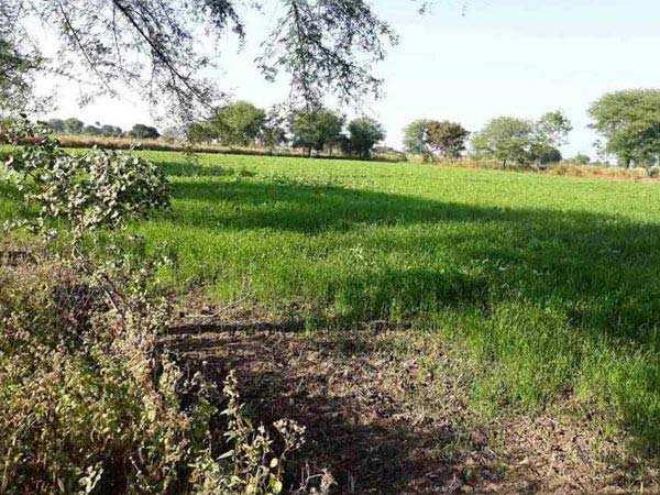 Agricultural/Farm Land for Sale in Damoh (12 Acre)