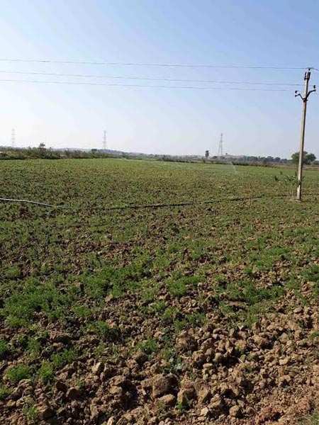 Agricultural/Farm Land for Sale in Damoh (3 Acre)