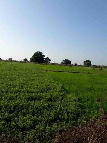 Agricultural/Farm Land For Sale In Damoh (3 Acre)