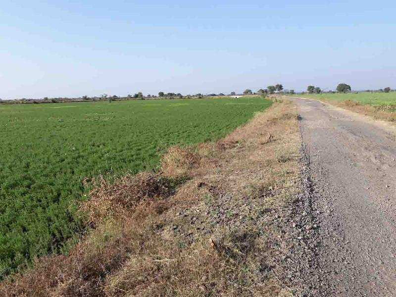 Agricultural/Farm Land for Sale in Damoh (40 Acre)