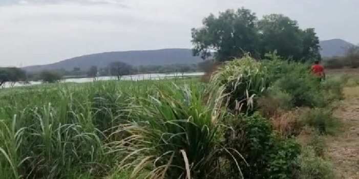 10 Bigha Agricultural/Farm Land for Sale in Madri, Udaipur