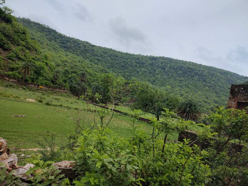 4 Bigha Agricultural/Farm Land for Sale in Nathdwara, Rajsamand