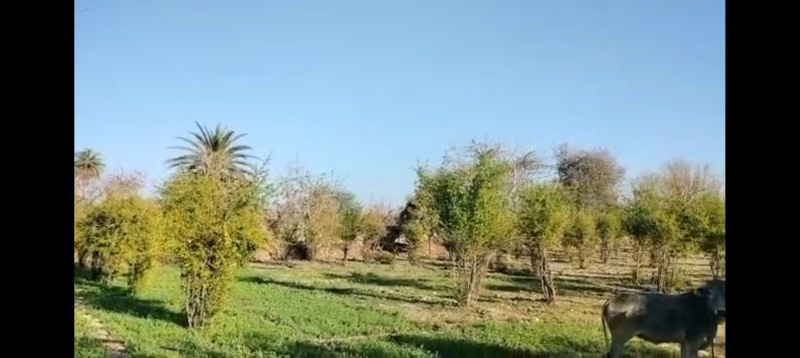 3 Bigha Agricultural/Farm Land for Sale in Sakroda, Udaipur