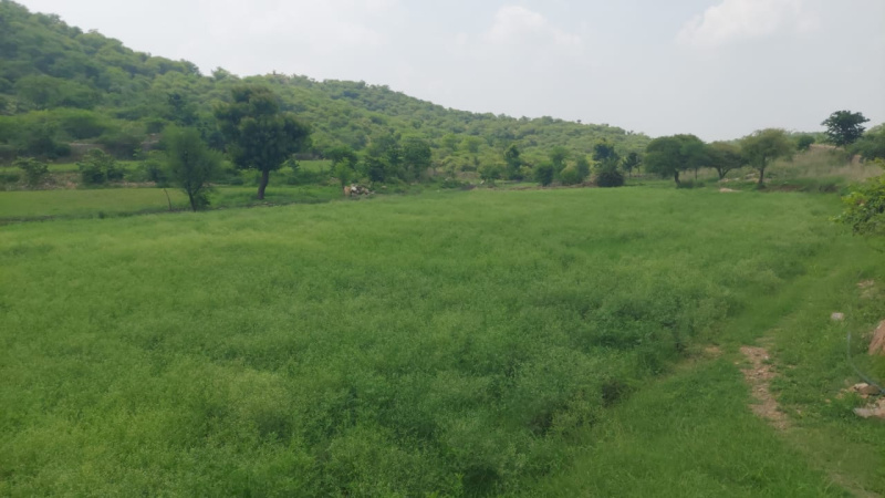 15 Bigha Agricultural/Farm Land for Sale in Nathdwara, Rajsamand