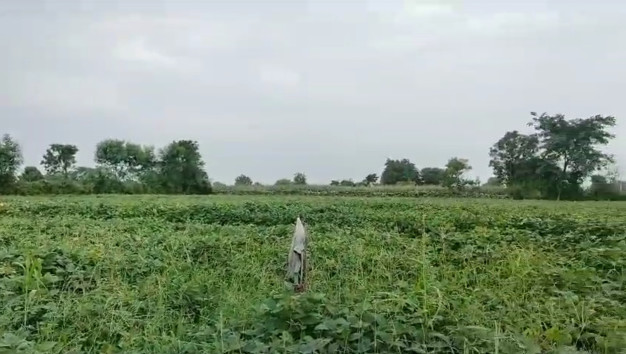 13 Bigha Agricultural/Farm Land for Sale in Bhatewar, Udaipur