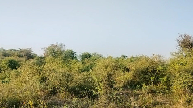 23 Bigha Agricultural/Farm Land for Sale in Girwa, Udaipur