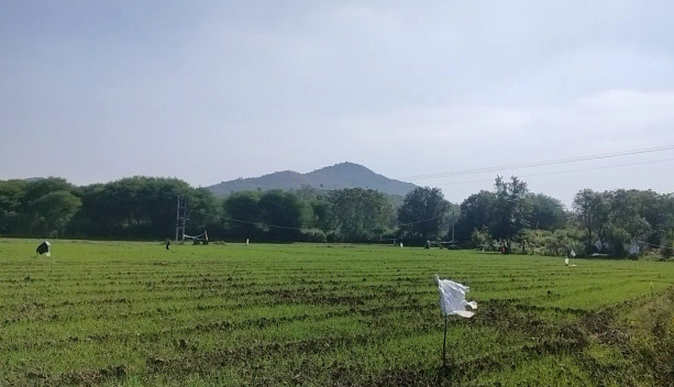 10 Bigha Agricultural/Farm Land for Sale in Sisarma, Udaipur