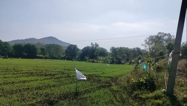 10 Bigha Agricultural/Farm Land for Sale in Sisarma, Udaipur