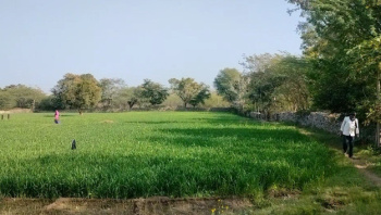 6 Bigha Agricultural/Farm Land for Sale in Khempura, Udaipur