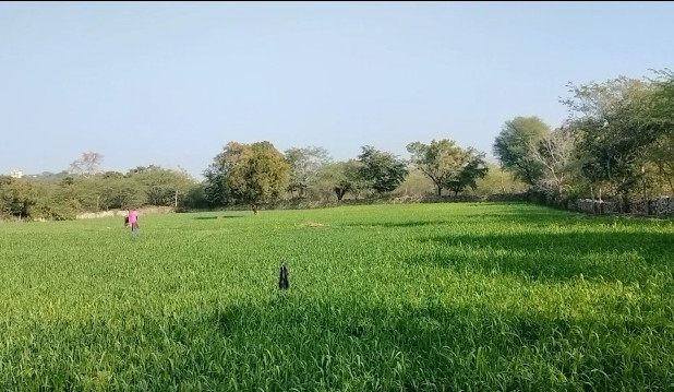 6 Bigha Agricultural/Farm Land for Sale in Khempura, Udaipur