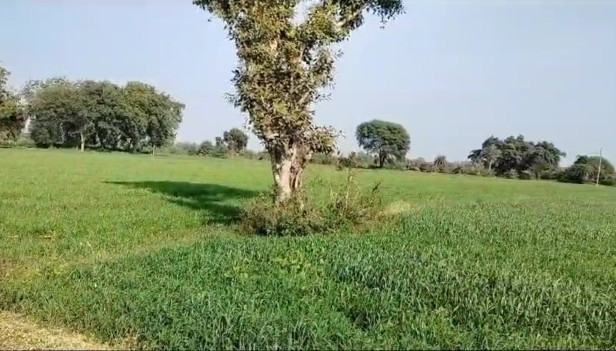 55 Bigha Agricultural/Farm Land for Sale in Lodha, Banswara
