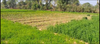 7 Bigha Agricultural/Farm Land for Sale in Kankroli, Rajsamand