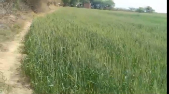 10 Bigha Agricultural/Farm Land for Sale in Mavli, Udaipur