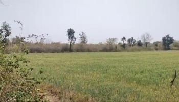 29 Bigha Agricultural/Farm Land for Sale in Mavli, Udaipur