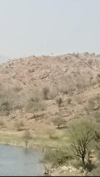 144 Bigha Agricultural/Farm Land for Sale in Nathdwara, Rajsamand