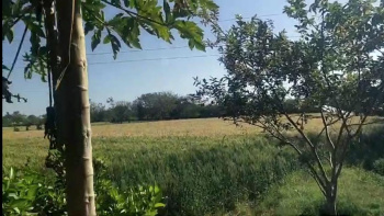 Agricultural/Farm Land for Sale in Udaipur (13 Bigha)