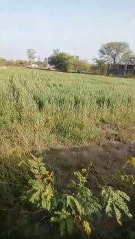 Agricultural/Farm Land for Sale in Dabok, Udaipur (10 Bigha)