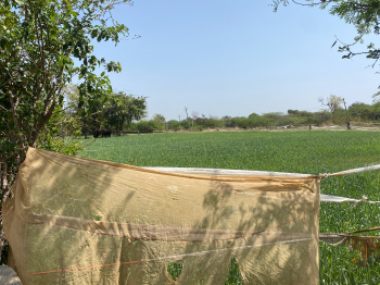 8 Bigha Agricultural/Farm Land for Sale in Mavli, Udaipur