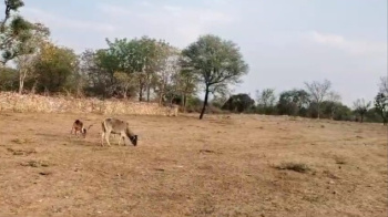 Agricultural/Farm Land for Sale in Dabok, Udaipur (10 Bigha)