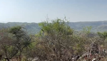 Agricultural/Farm Land for Sale in Udaipur (20 Bigha)