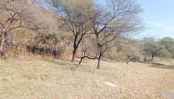 200 Bigha Agricultural/Farm Land for Sale in Nathdwara, Rajsamand