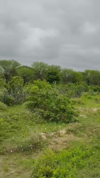 Agricultural/Farm Land for Sale in Mavli, Udaipur (50 Bigha)