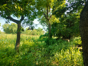 Agricultural/Farm Land for Sale in Nathdwara, Rajsamand (16 Bigha)