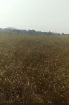 Agricultural/Farm Land for Sale in Gogunda, Udaipur (120 Bigha)